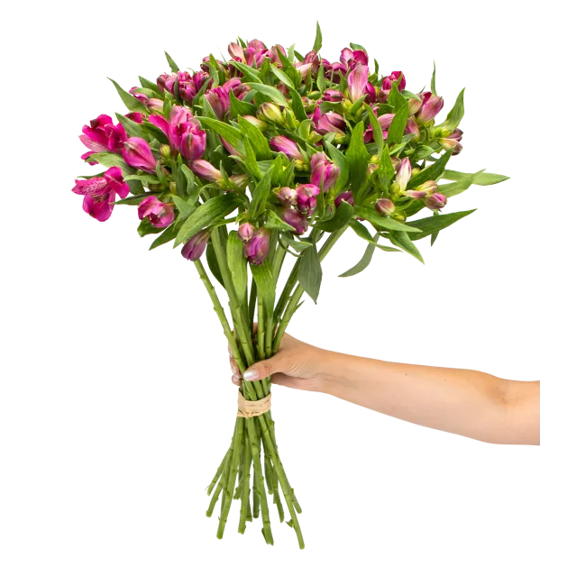 Bouquet of alstromerias